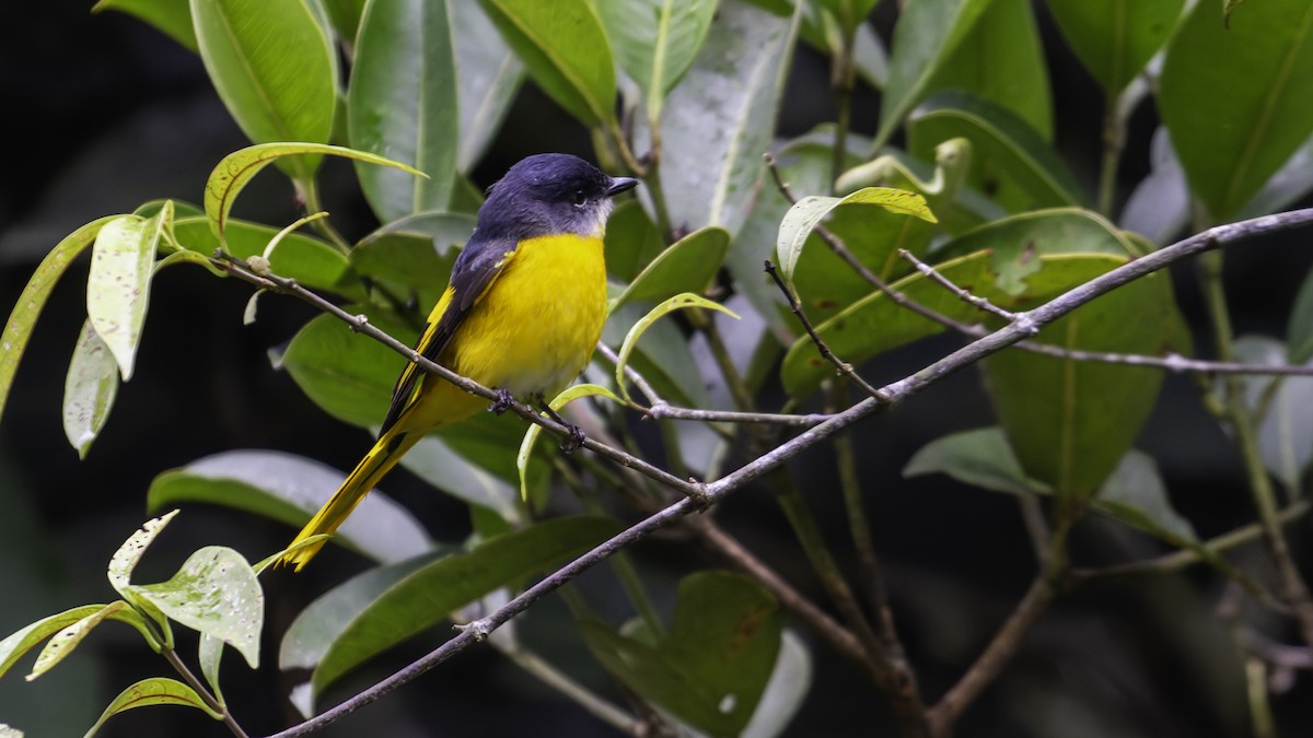 Gray-chinned Minivet - ML624072455