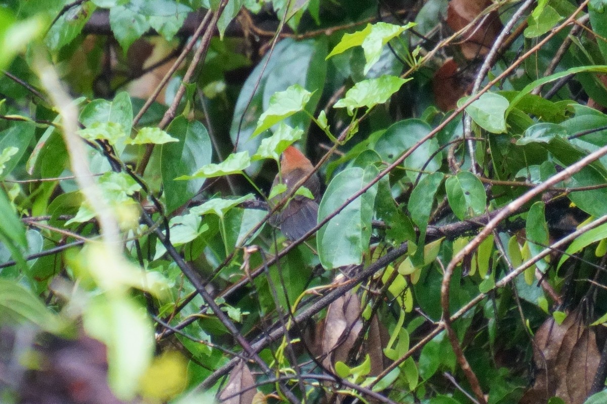 Fluffy-backed Tit-Babbler - ML624072456