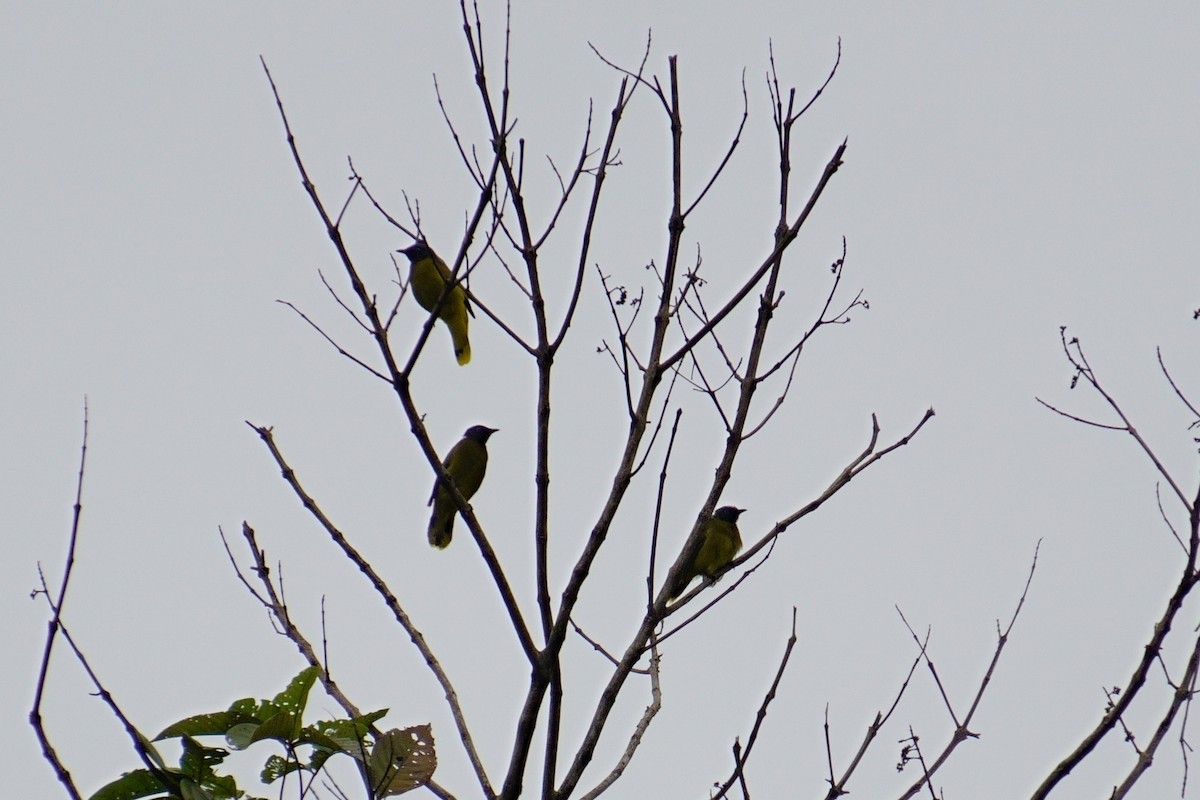 Black-headed Bulbul - ML624072471