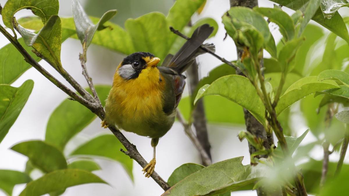 Silver-eared Mesia - ML624072480