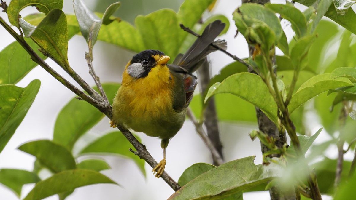 Silver-eared Mesia - ML624072481