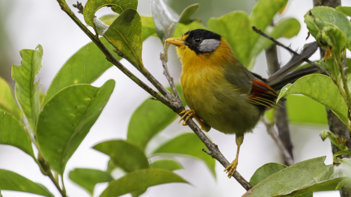 Silver-eared Mesia - ML624072482