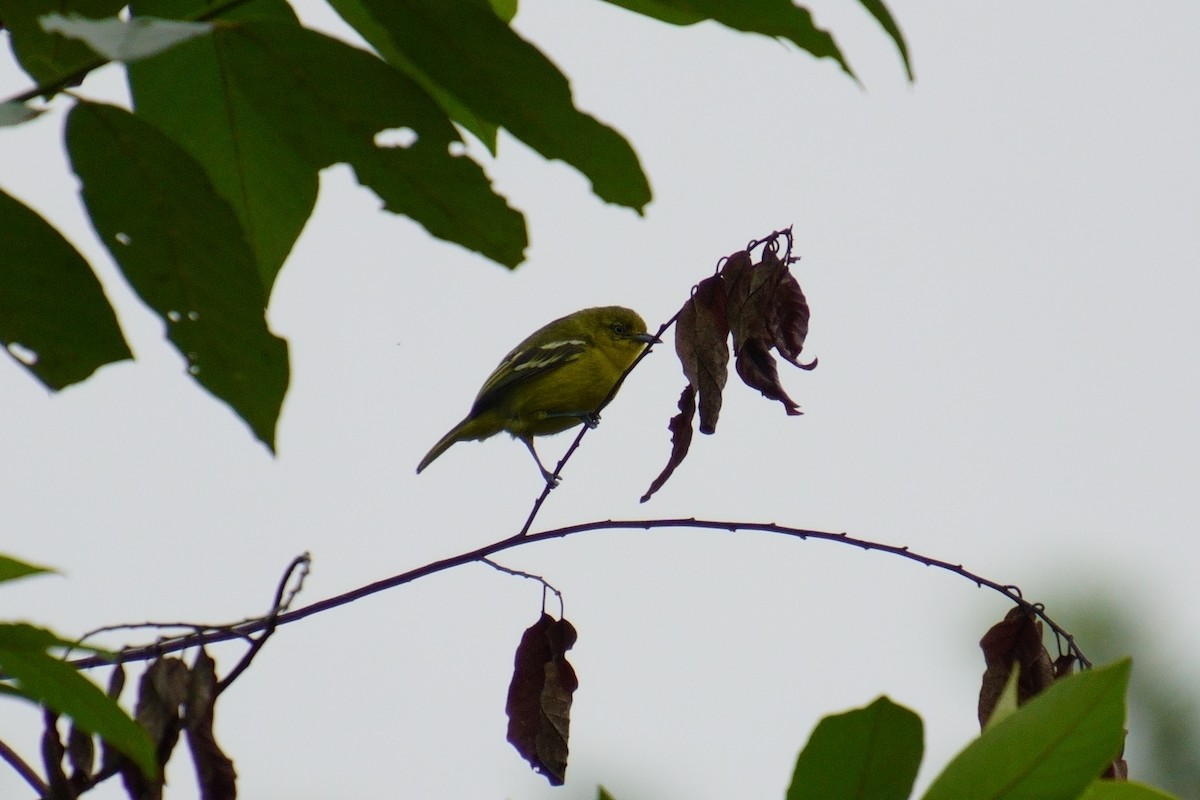 Common Iora - ML624072485