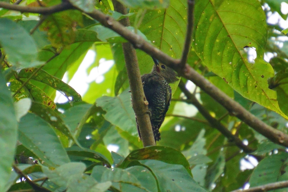 Buff-rumped Woodpecker - ML624072488