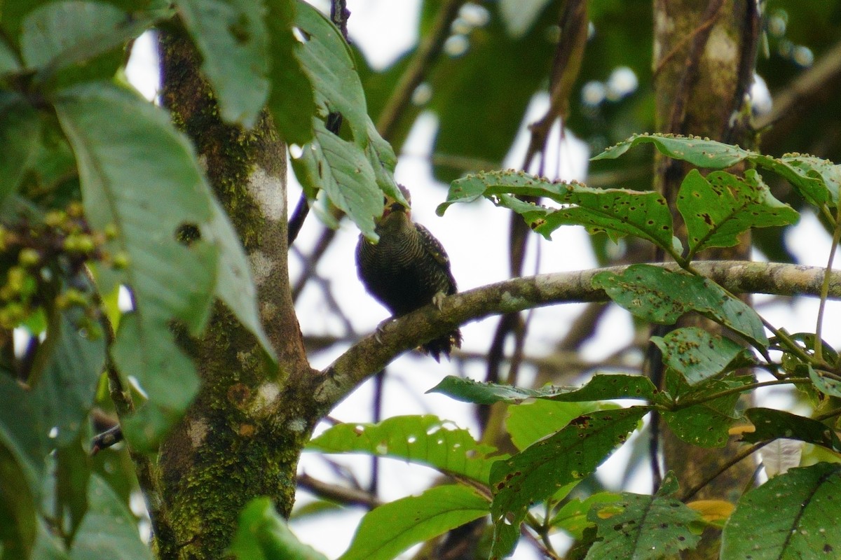 Buff-rumped Woodpecker - ML624072489