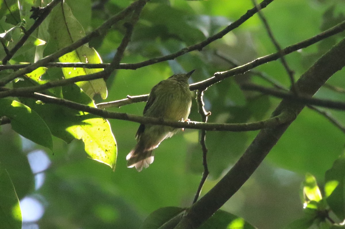 Olive-streaked Flycatcher - ML624072499