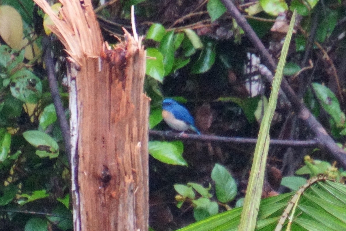 Mangrove Blue Flycatcher - ML624072507