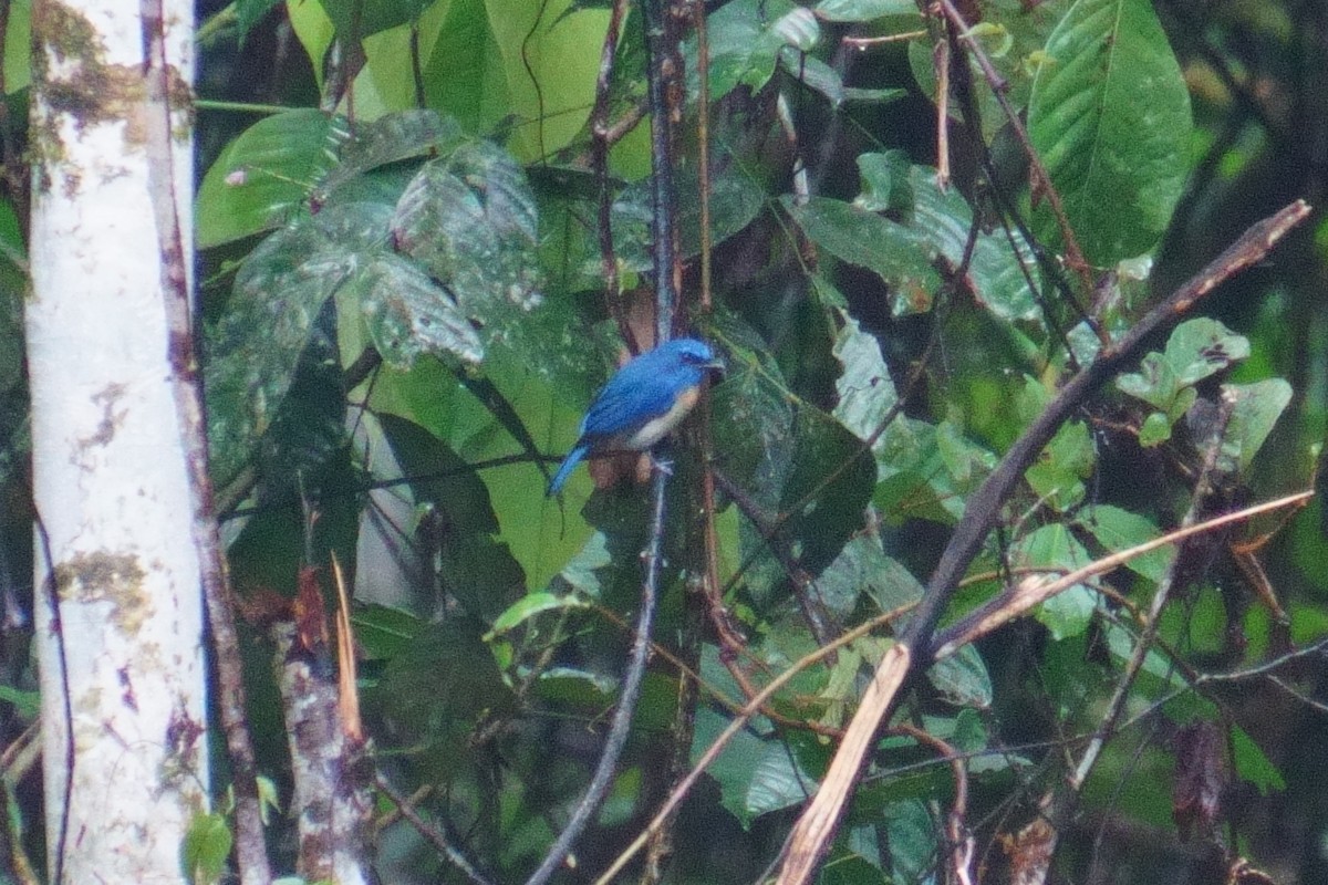 Mangrove Blue Flycatcher - 吳 致謙