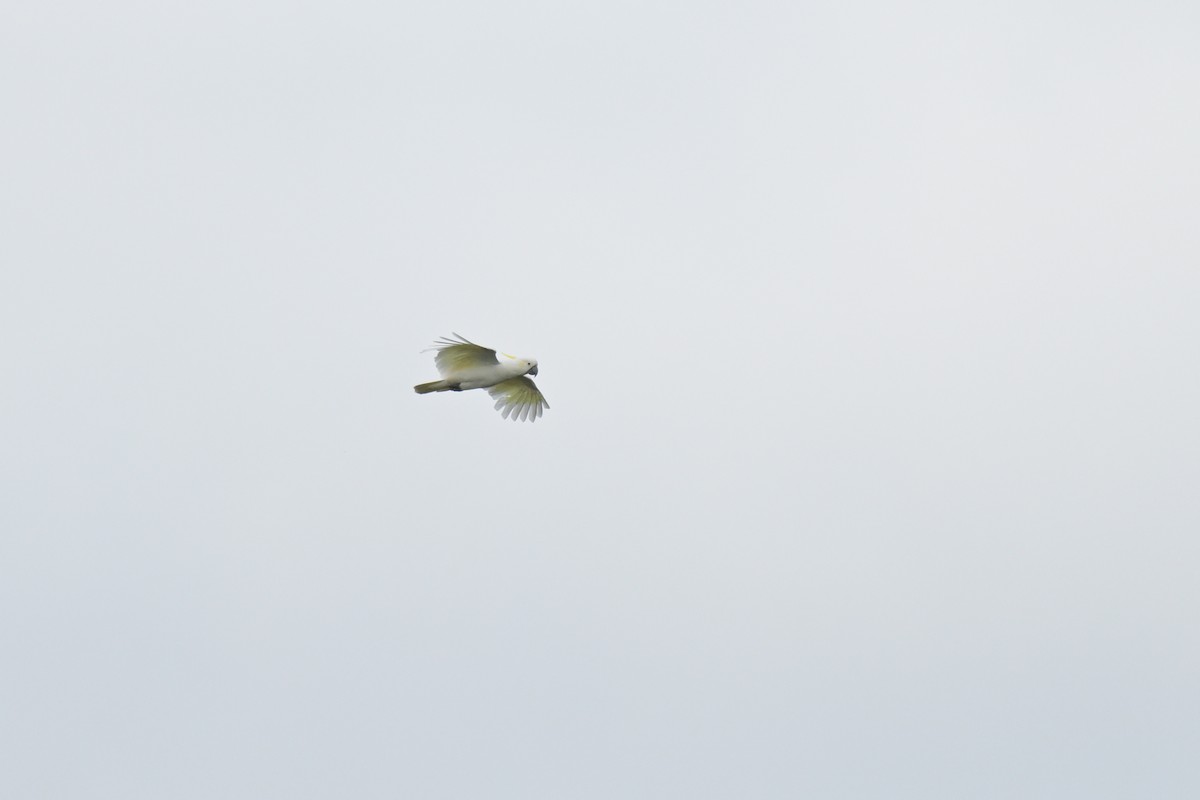 Sulphur-crested Cockatoo - Ken Crawley