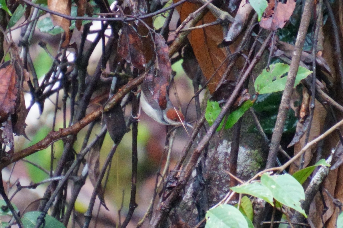 Rufous-tailed Tailorbird - ML624072521