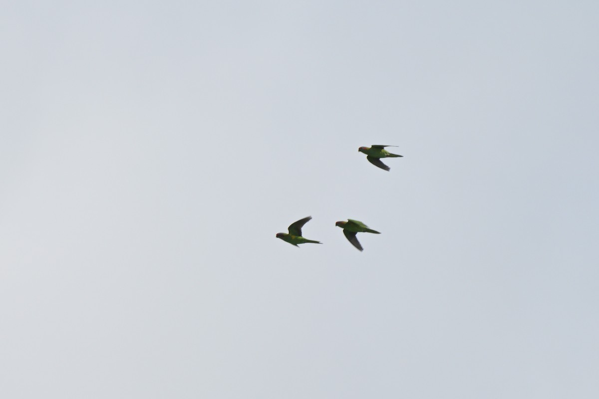 Musk Lorikeet - ML624072523