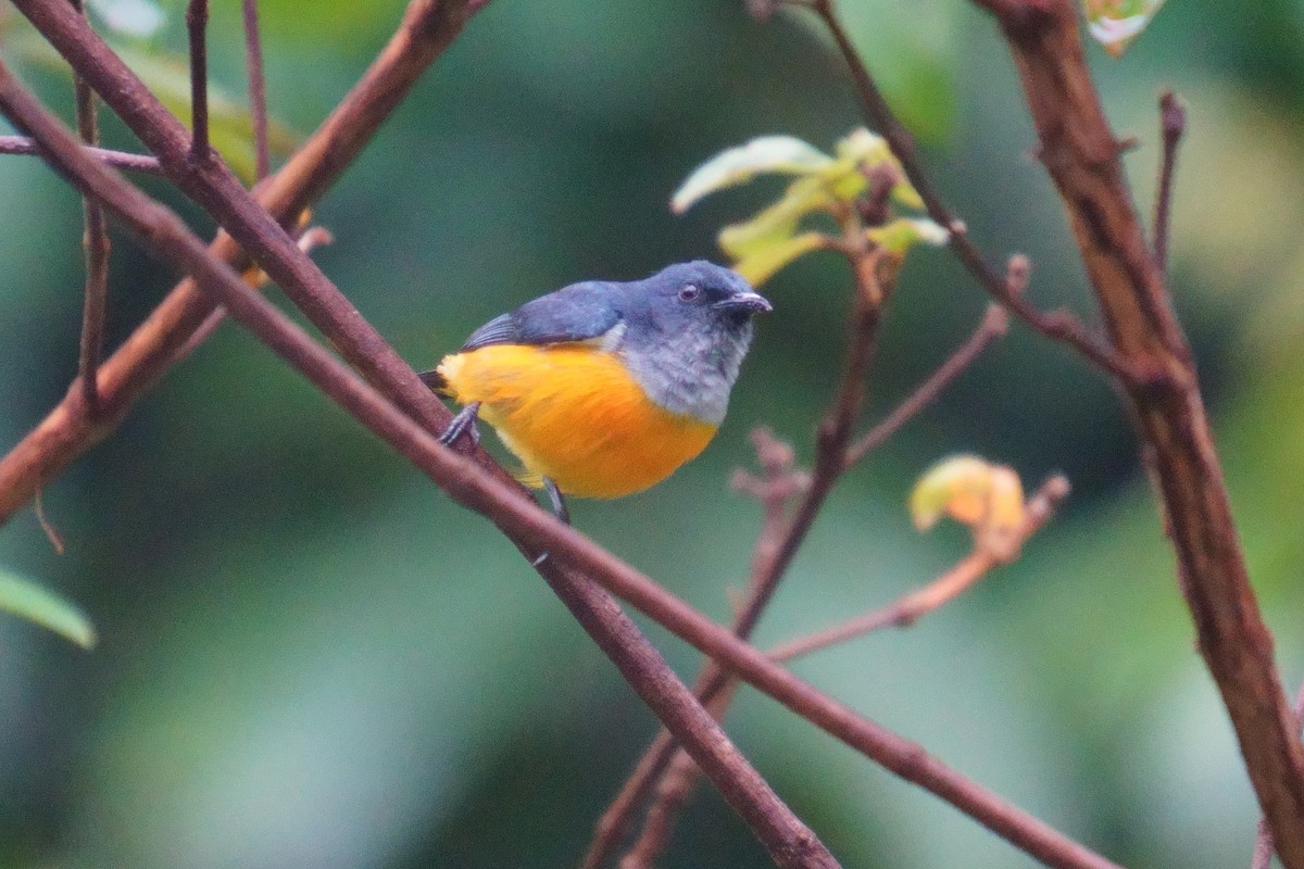 Orange-bellied Flowerpecker - ML624072525