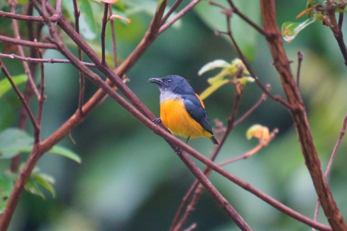 Orange-bellied Flowerpecker - ML624072526