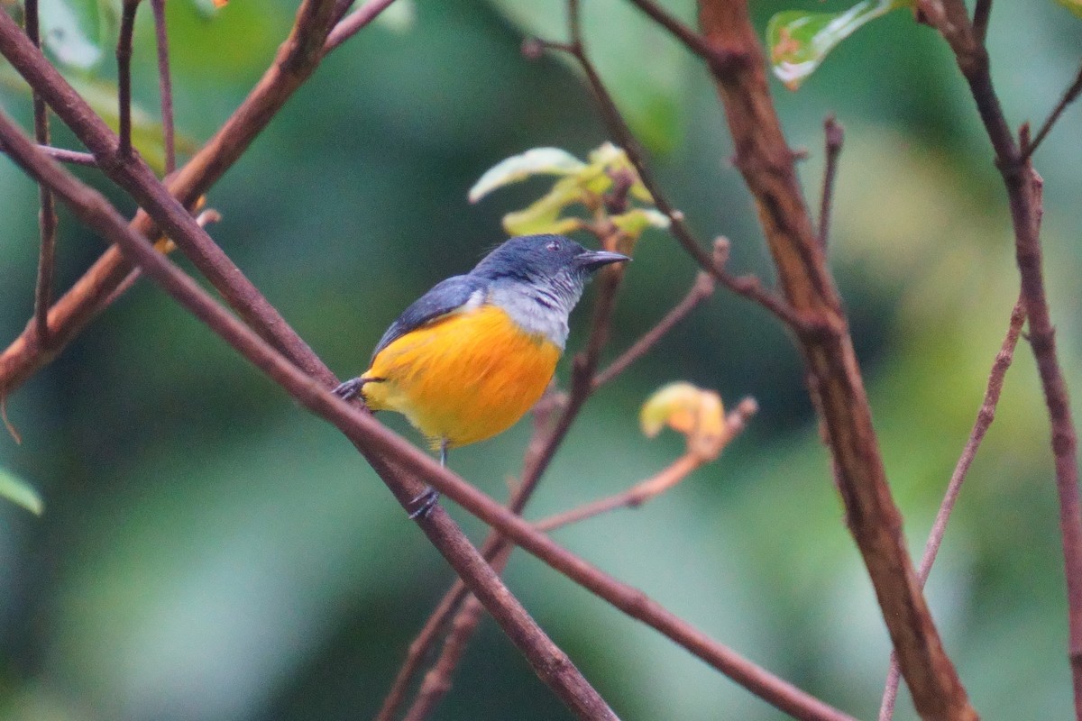 Orange-bellied Flowerpecker - ML624072527