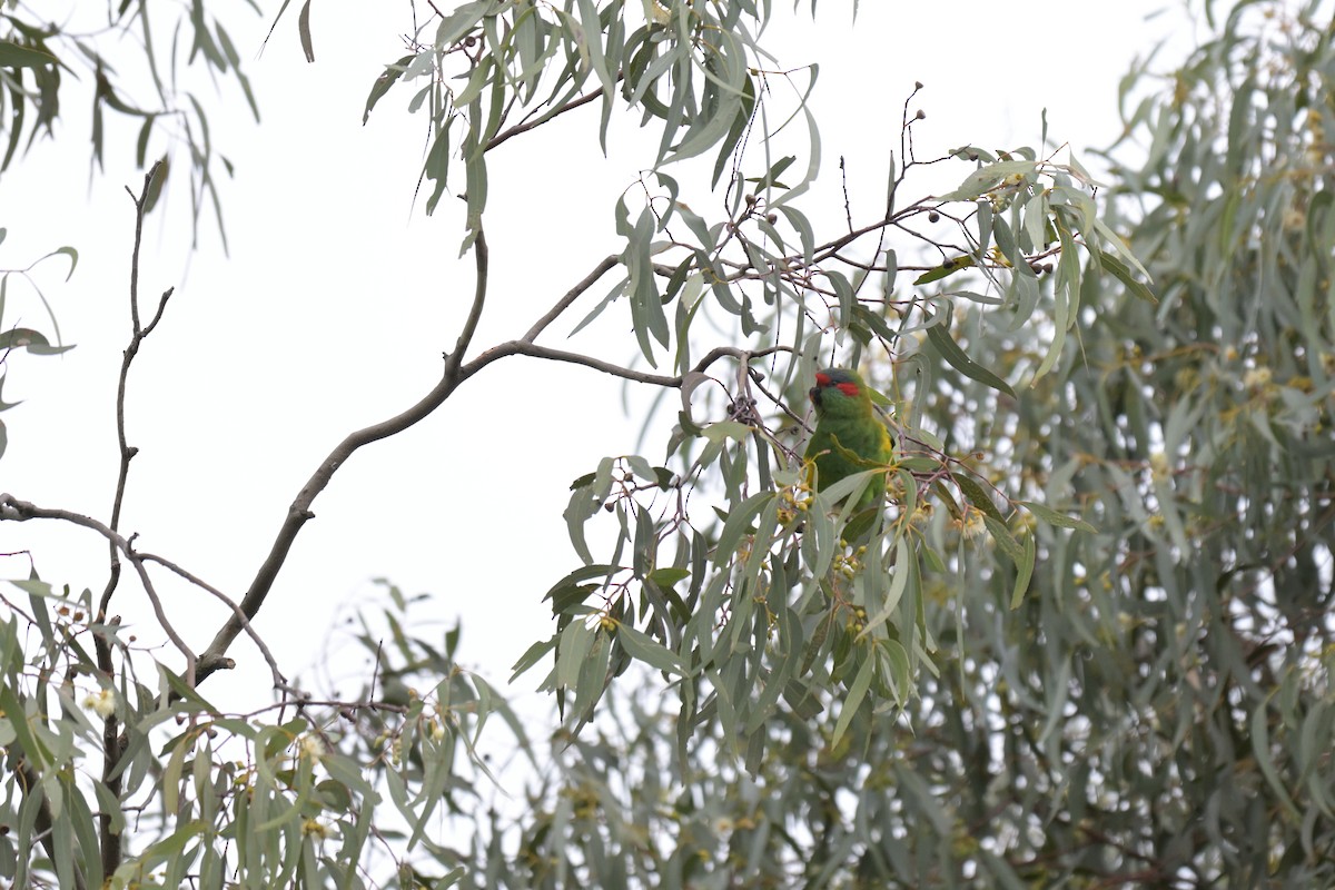 Musk Lorikeet - ML624072528