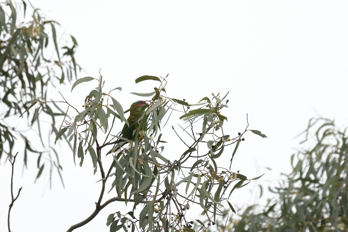 Musk Lorikeet - ML624072529