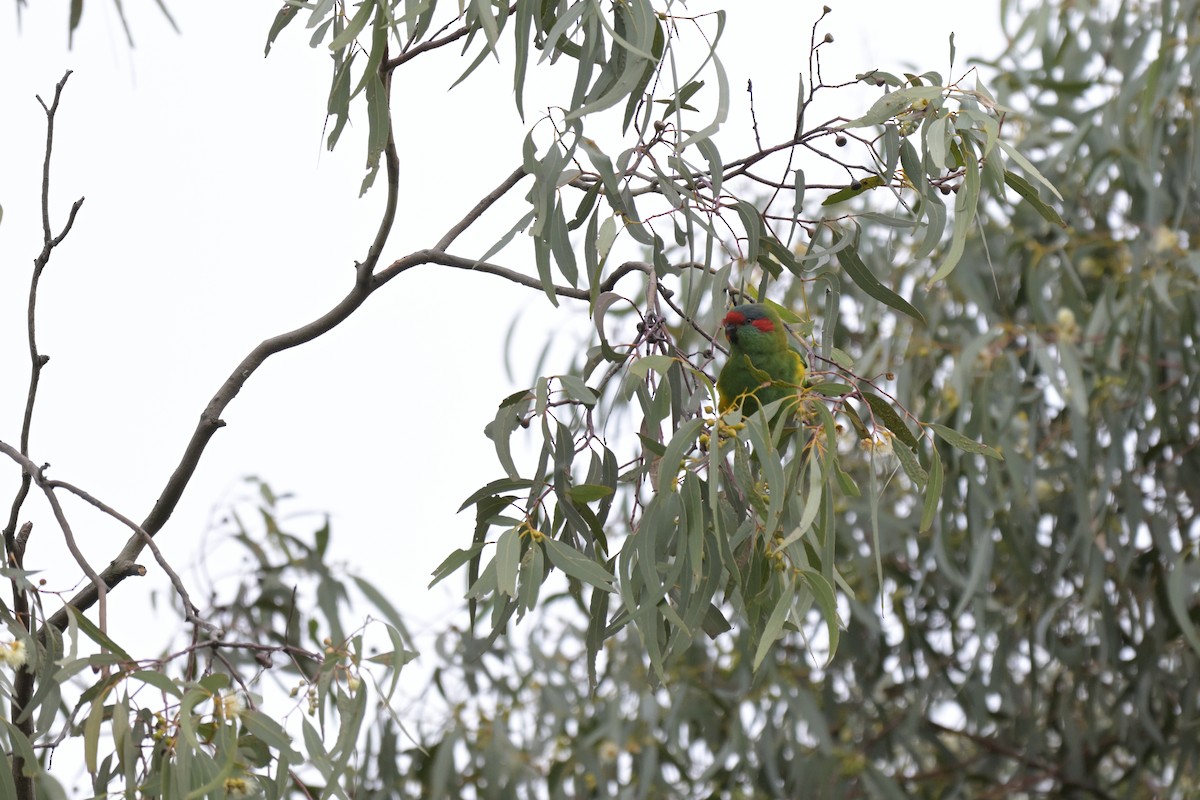 Musk Lorikeet - ML624072534