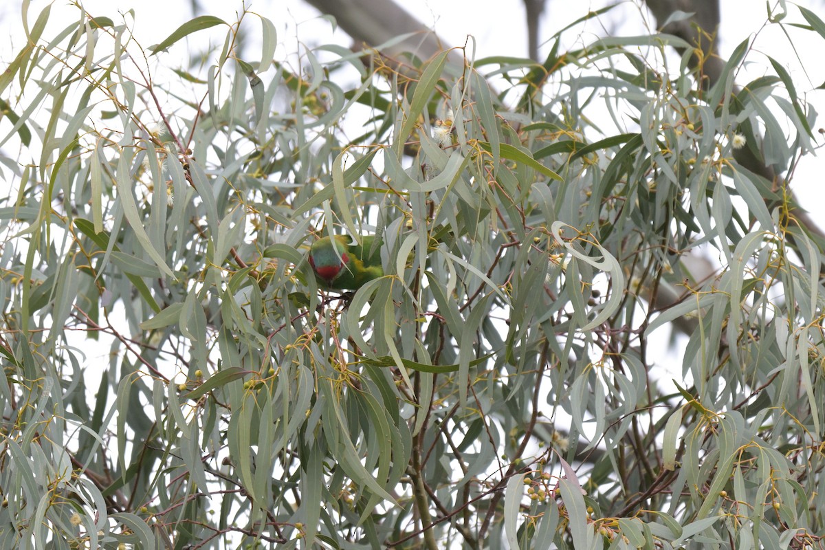 Musk Lorikeet - ML624072535