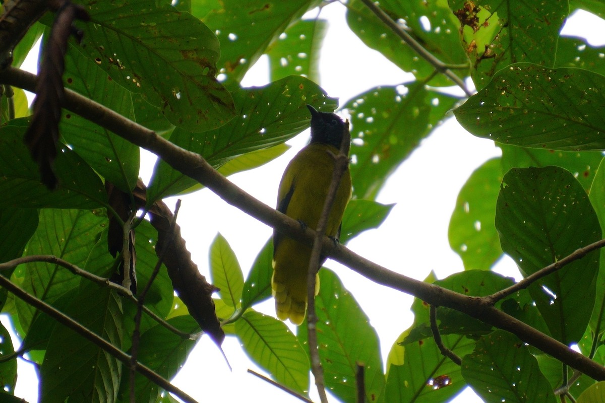 Black-headed Bulbul - ML624072537