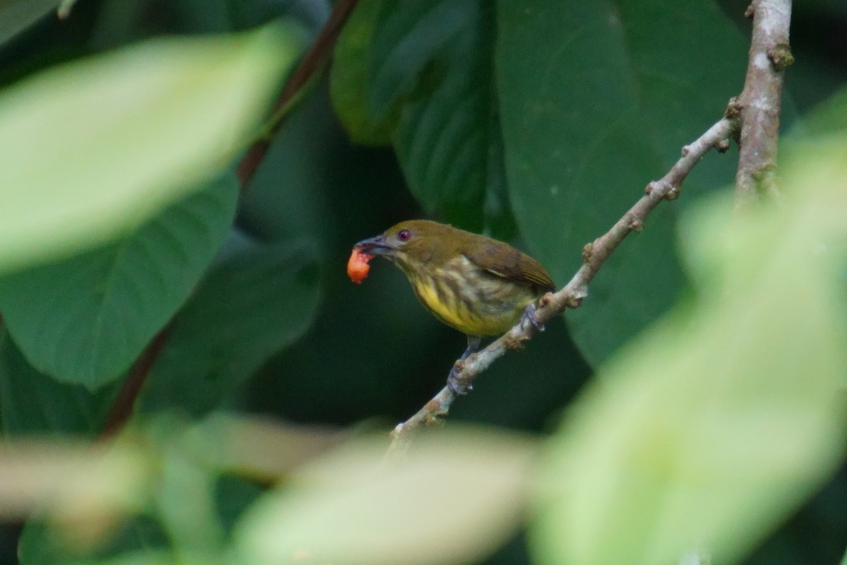 Yellow-vented Flowerpecker - ML624072547