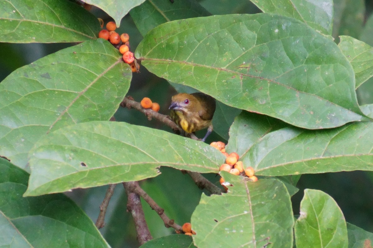 Yellow-vented Flowerpecker - ML624072548