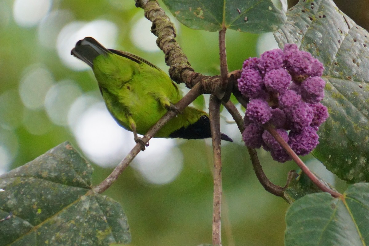 Lesser Green Leafbird - ML624072557