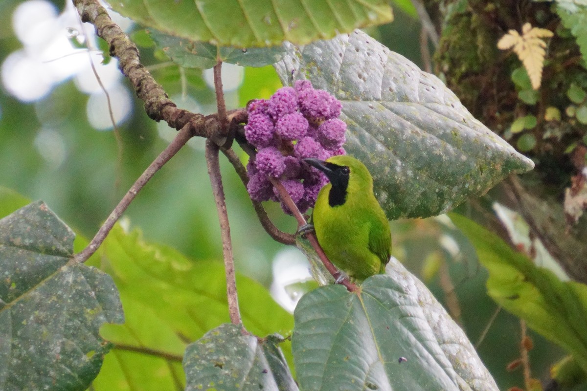 Lesser Green Leafbird - ML624072558