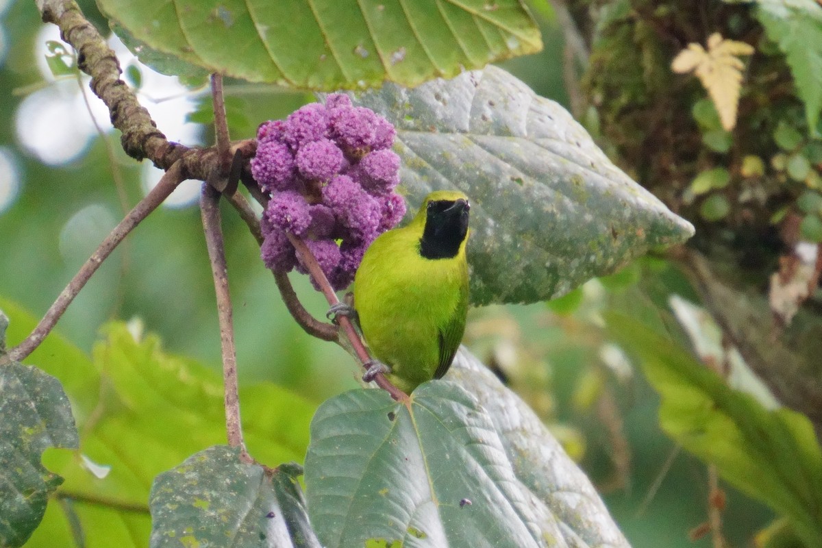 Lesser Green Leafbird - ML624072559