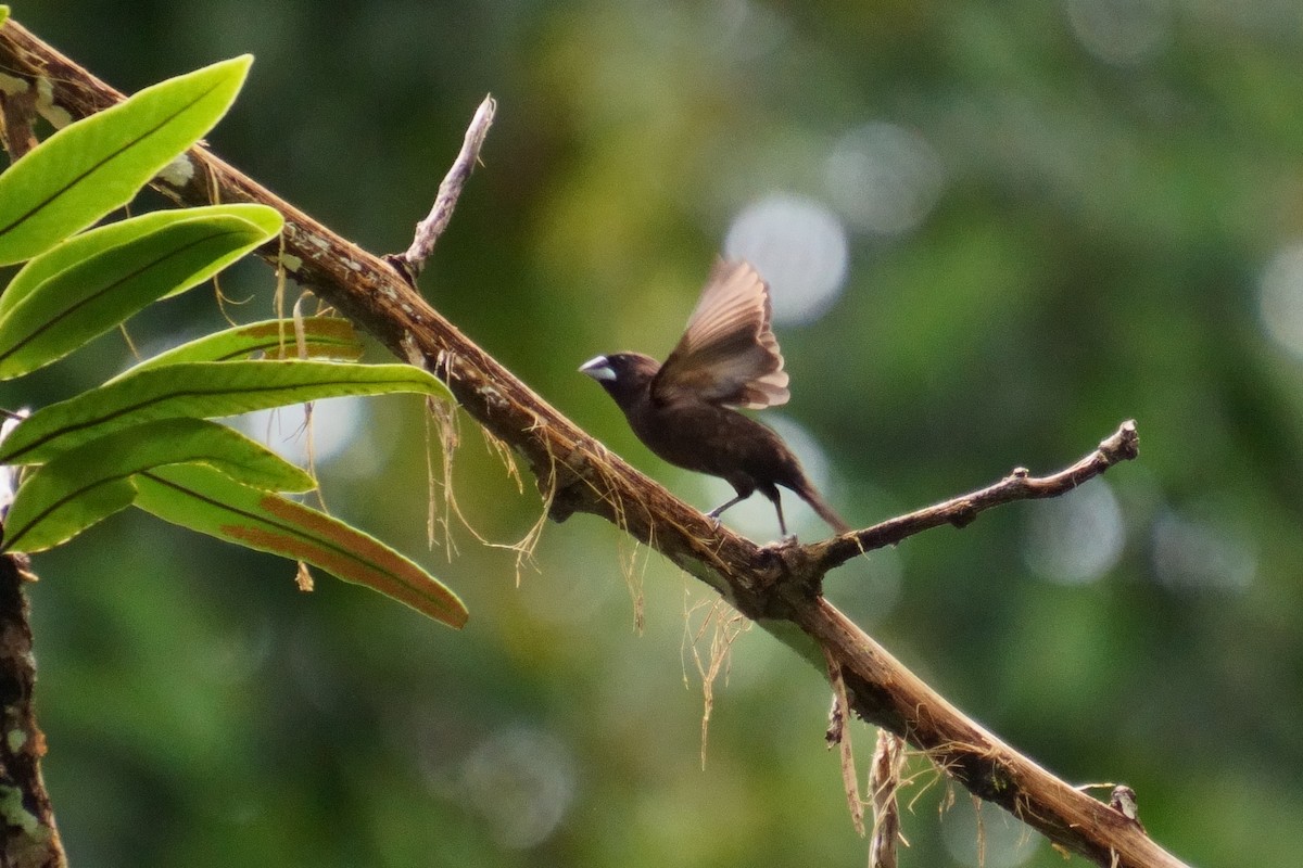 Dusky Munia - ML624072565