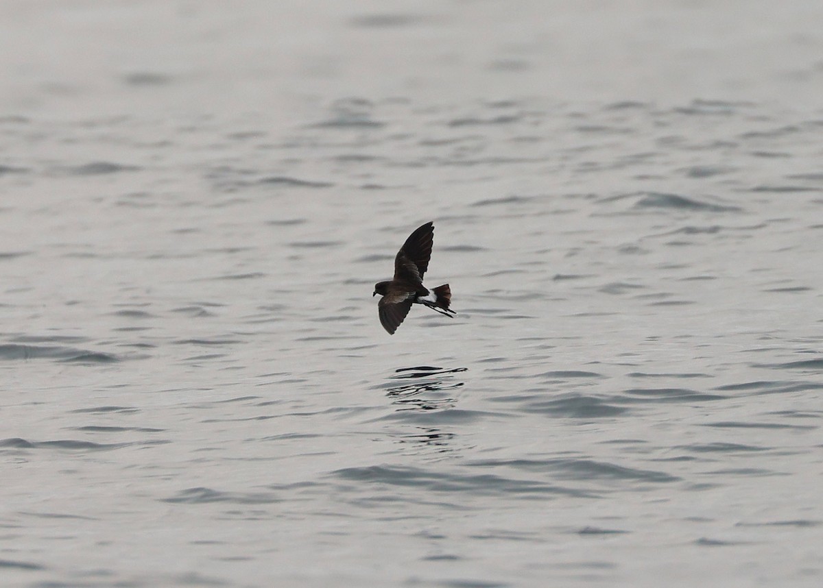 Wilson's Storm-Petrel - ML624072570