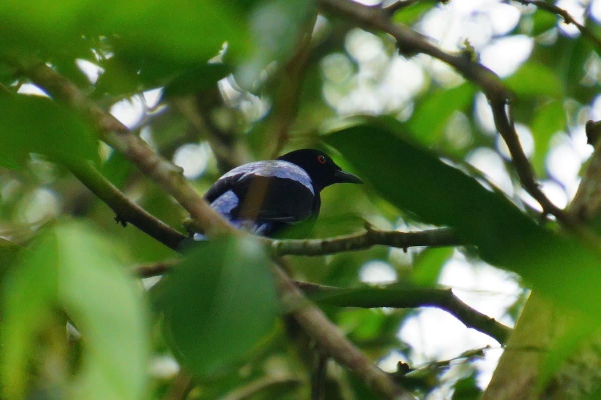 Asian Fairy-bluebird - 吳 致謙