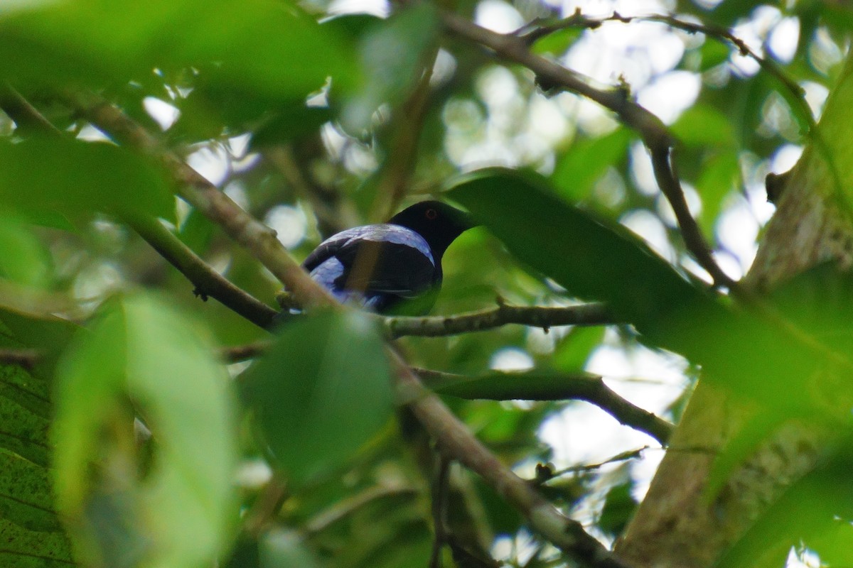 Asian Fairy-bluebird - 吳 致謙