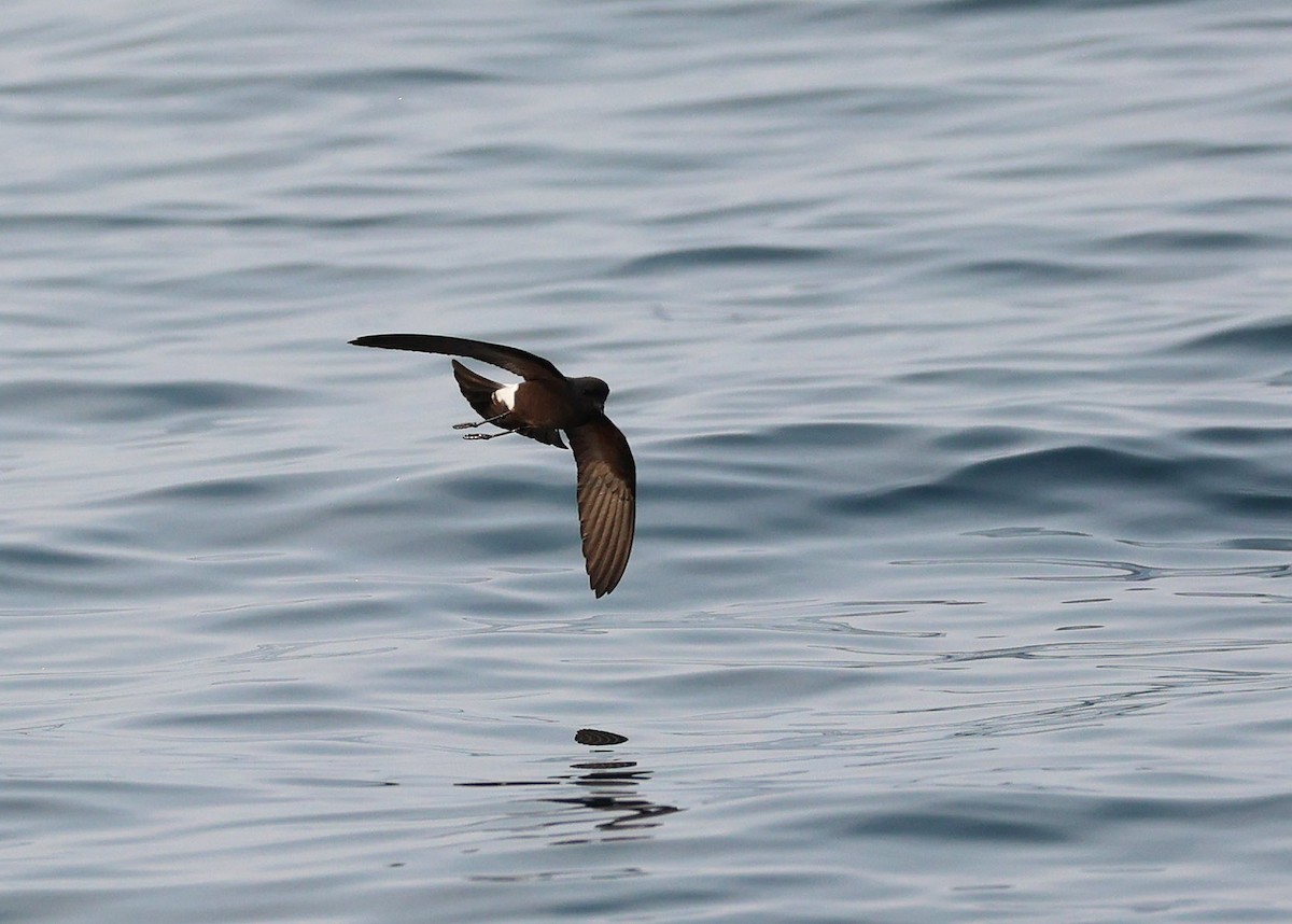 Wilson's Storm-Petrel - ML624072578