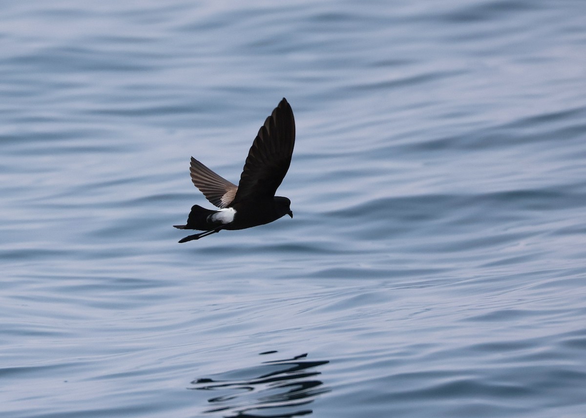 Wilson's Storm-Petrel - ML624072581