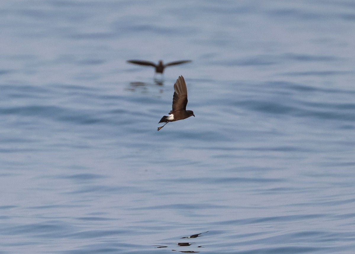 Wilson's Storm-Petrel - ML624072584