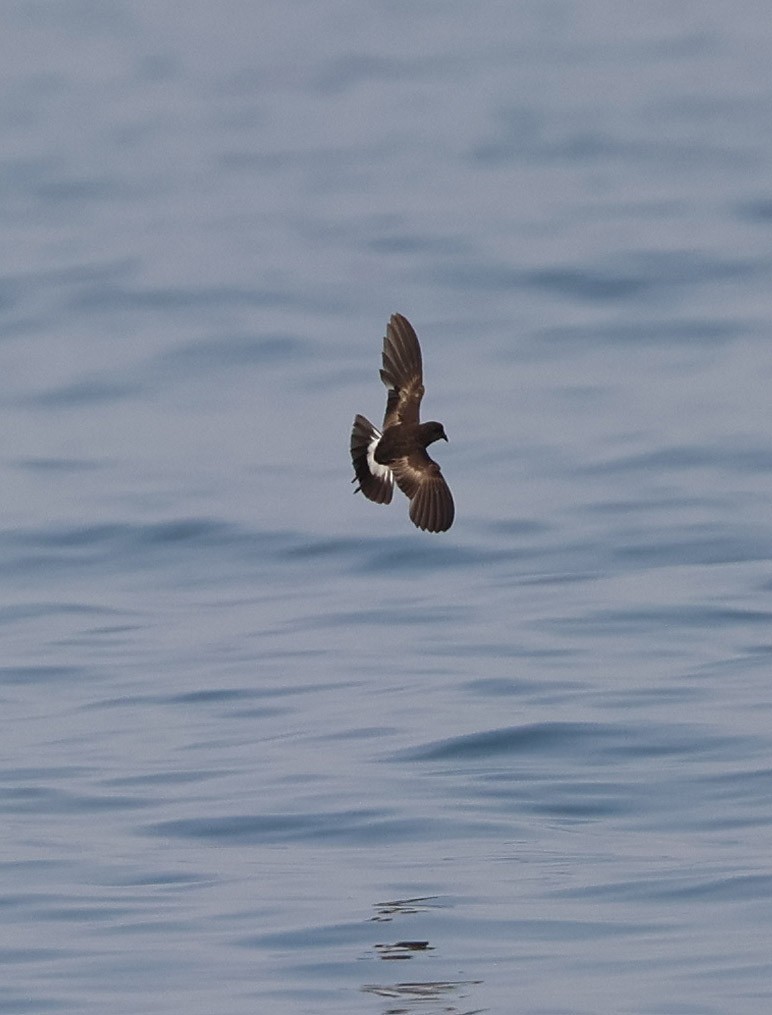 Wilson's Storm-Petrel - ML624072587