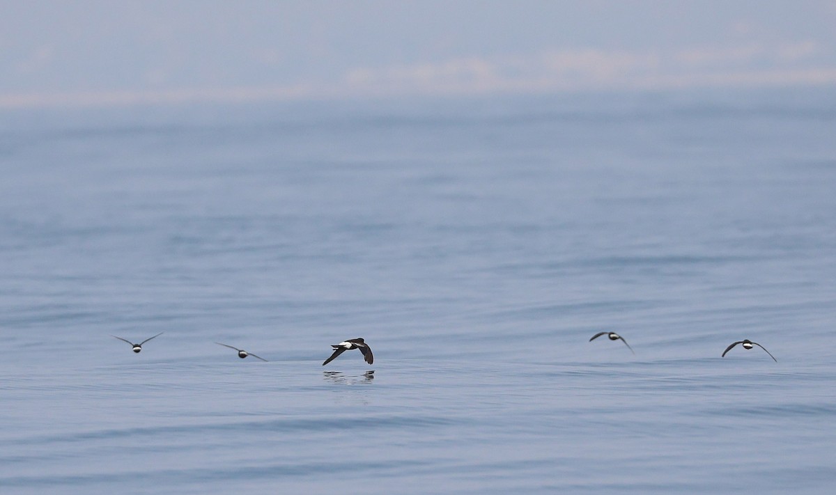 Wilson's Storm-Petrel - ML624072594