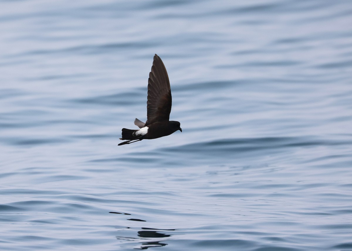 Wilson's Storm-Petrel - ML624072600