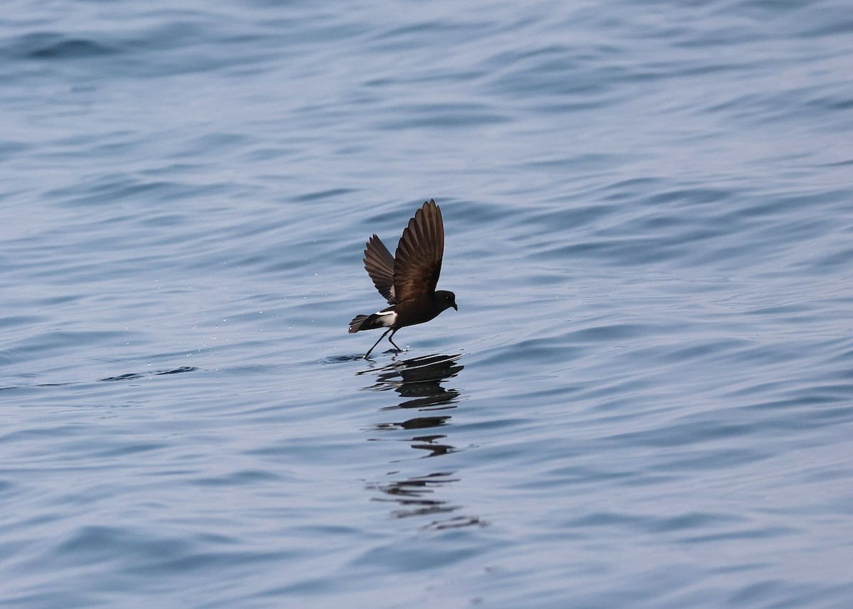 Wilson's Storm-Petrel - ML624072605