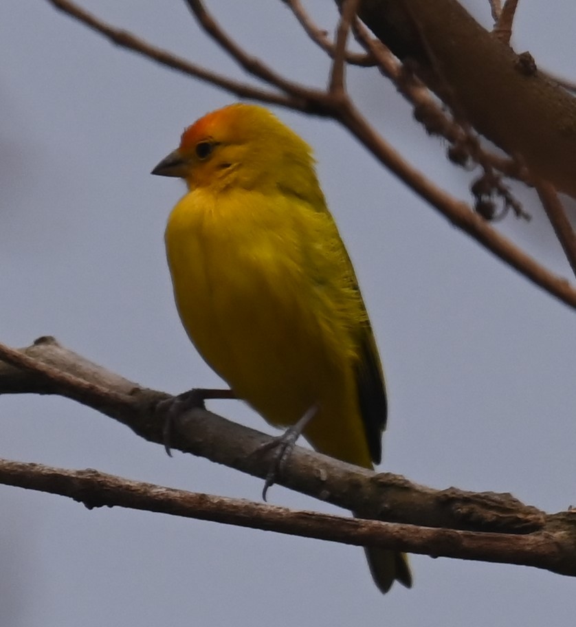 Saffron Finch - ML624072620