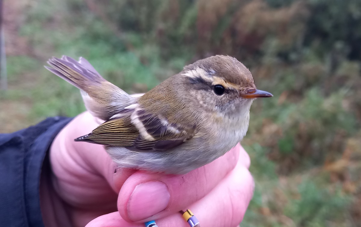 Yellow-browed Warbler - ML624072679