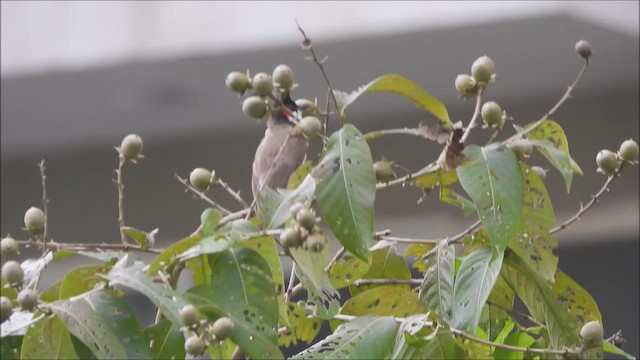 Red-whiskered Bulbul - ML624072730