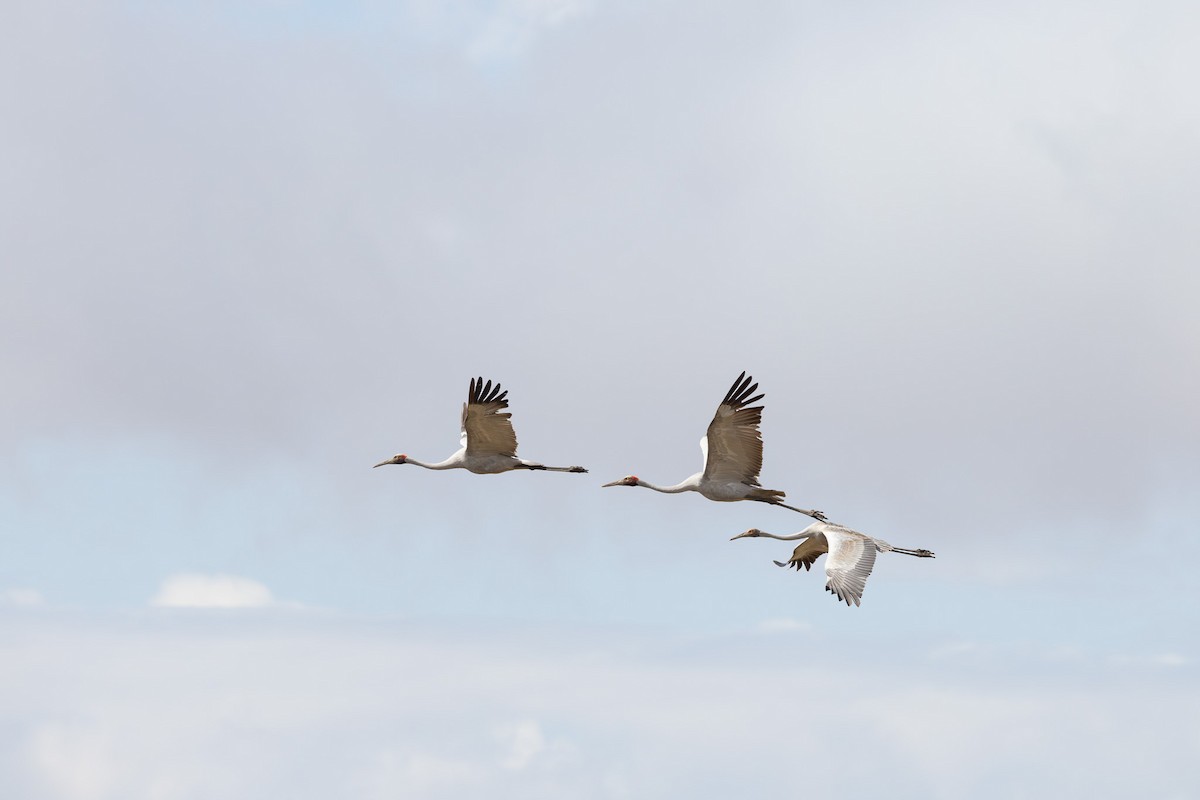 Grue brolga - ML624072746