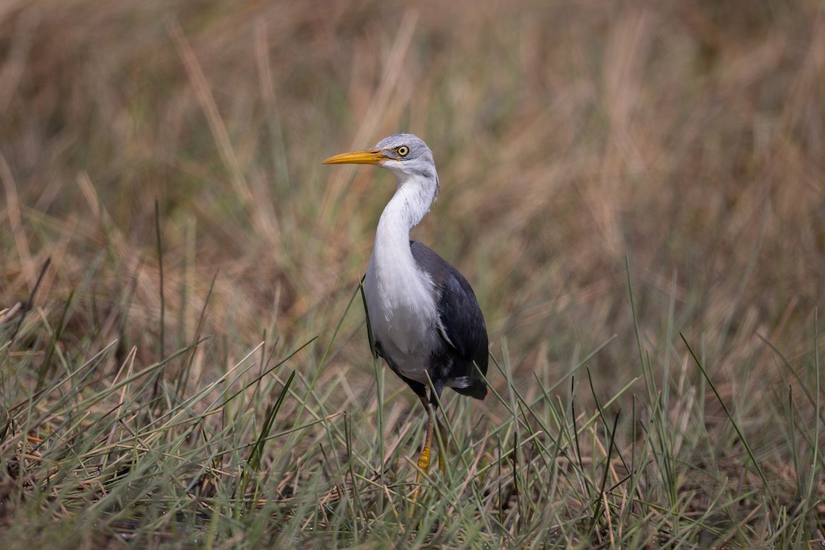 Pied Heron - Jake Barker