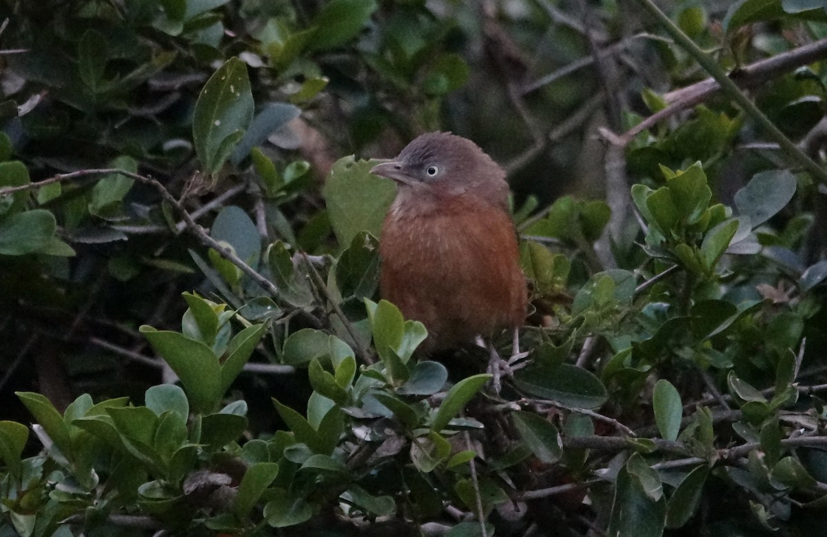 Rufous Chatterer - Martin Brookes