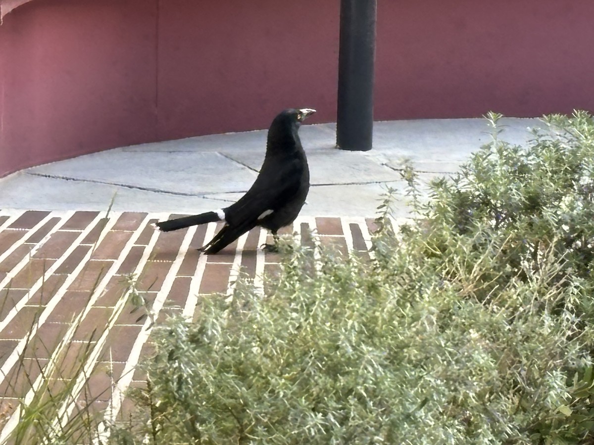 Pied Currawong - ML624072760