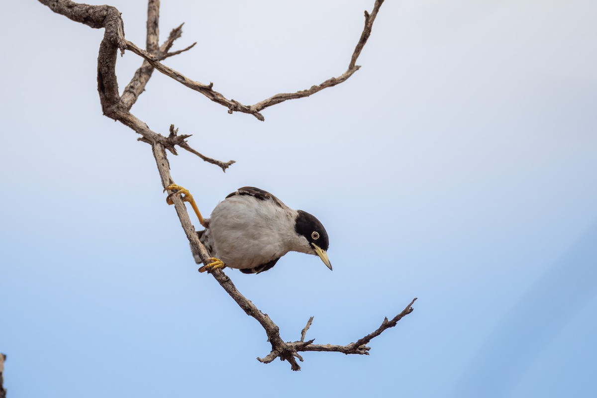 Varied Sittella (White-winged) - ML624072765