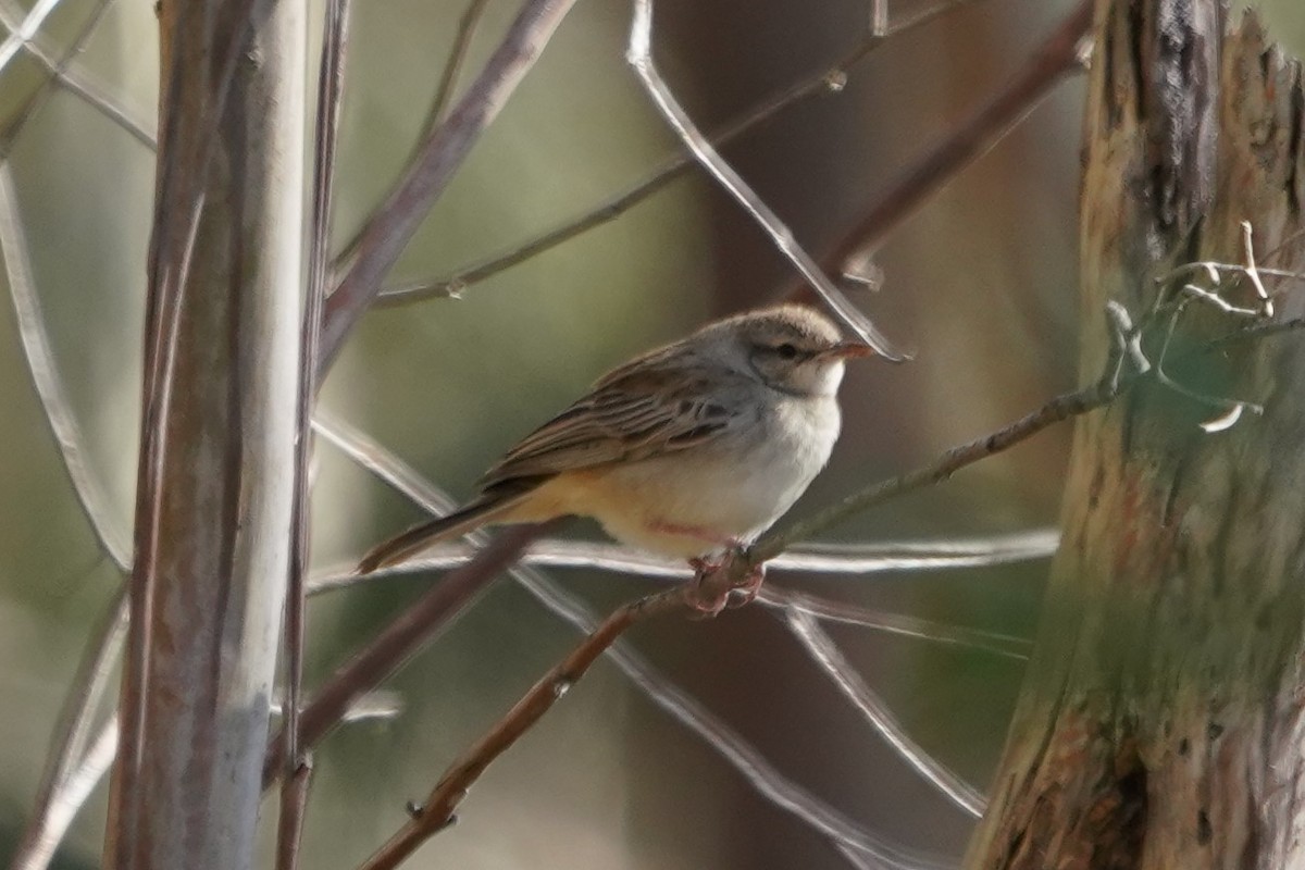 Rufous Songlark - ML624072767