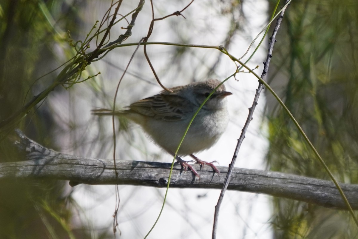 Rufous Songlark - ML624072768