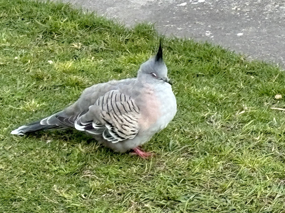 Crested Pigeon - Doug McNamara